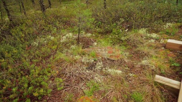 Swamp Viru Raba in Estonia