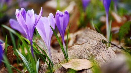 wild violet flowers blooming among fallen leaves. closeup of a forest glade. spring season holiday...