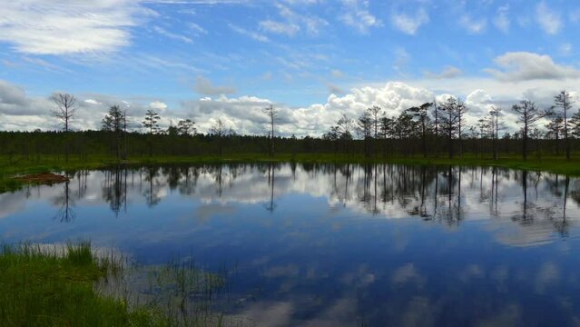 Swamp Viru Raba in Estonia