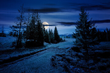 coniferous trees on a grassy meadow at night. magical carpathian landscape in full moon light