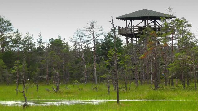 Swamp Viru Raba in Estonia