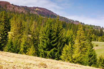 coniferous forest on the hill on a sunny day. weathered grass on the meadow in spring. mountainous countryside in spring