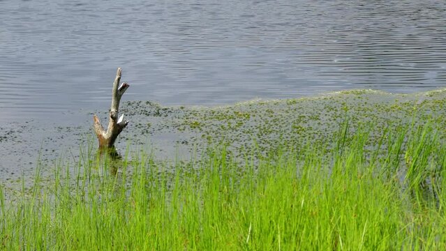 Swamp Viru Raba in Estonia
