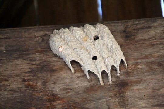 ninho inseto marimbondo - vespa - Polistes