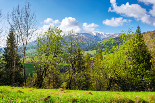 landscape of transcarpathia in spring. scenery with trees on the grassy hill. cozy green environment. sunny day beneath a sky with clouds. borzhava ridge in the distance