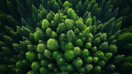 Badkamer foto achterwand Drone captures forest canopy absorbing co2  green trees for carbon neutrality and net zero emissions © Roman Enger