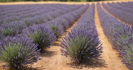 Fotobehang Picturesque view of blooming lavender fields in the french countryside of provence. © Issah