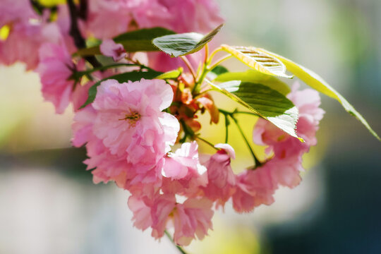 closeup of pink sakura blossom. fresh nature background on a sunny day
