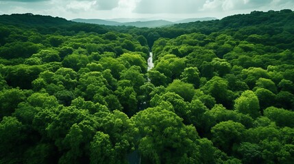 Aerial drone view of lush forest capturing co2 for carbon neutrality and net zero emissions