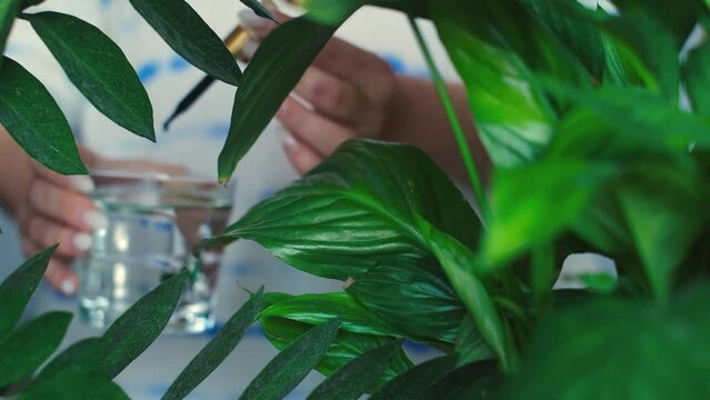 Embrace a healthy lifestyle with chlorophyll! Pouring into a glass, it's the perfect start to your day. Kickstart your morning routine with the vibrant green goodness of chlorophyll.