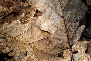dead brown oak leaves on the ground, very nice graphic, concept.