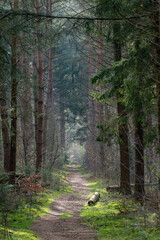 Beautiful forest path between large pines at early spring