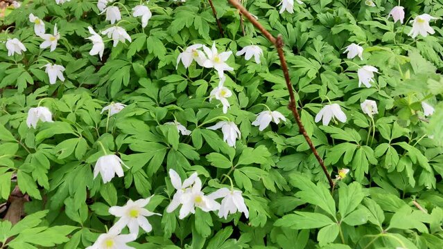 Anemonoides nemorosa plants blooming in spring season