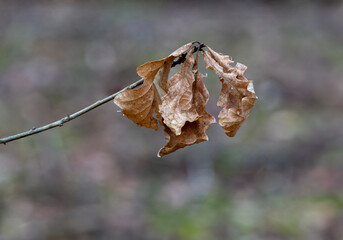 dead dry autumn leaves at a tree during winter, concept for end of life, copy space.