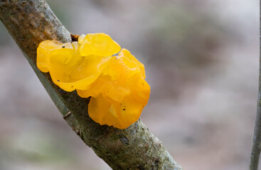 golden jelly fungus on a branch in the forest at autumn