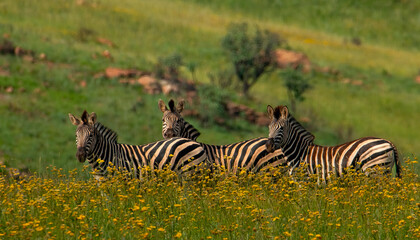 Fototapeta na wymiar A small herd of Plains zebra (Equus quagga) stand amidst yellow wildflowers in the Suikerbosrand Nature Reserve.