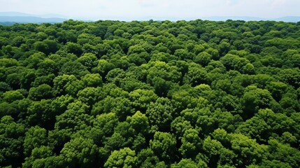 Aerial view of forest trees absorbing co2 for carbon neutrality and net zero emissions
