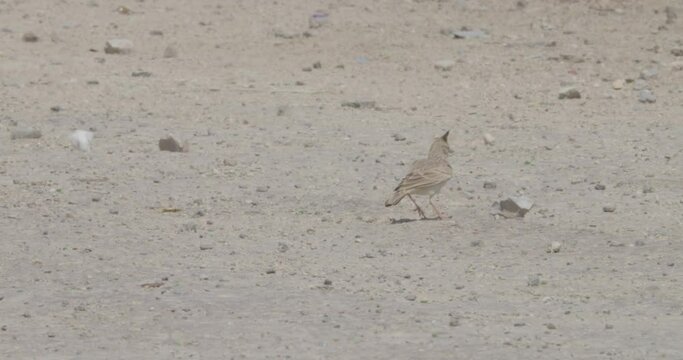 Crested lark foraging in desert area in Riffa, Bahrain