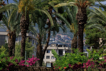 Fototapeta na wymiar Southern cityscape, view of buildings and houses, palm trees and mountains, in public places in Turkey, sunny summer day in a resort town