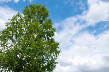 Obraz premium 琵琶湖畔の美しくのんびりした風景 滋賀県大津市