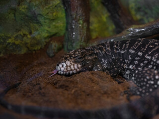 a cute lizard