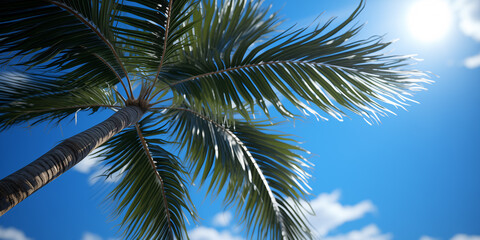 Fototapeta na wymiar Palm tree against blue sky, bottom view