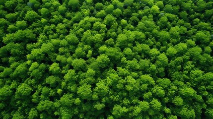 Aerial view of dense forest capturing co2 for carbon neutrality and net zero emissions - Powered by Adobe