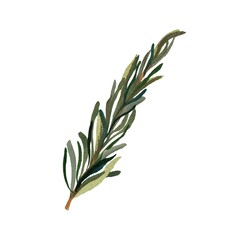Rosemary fresh green twig a watercolor sketch