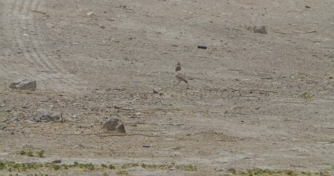 Crested lark walking in desert area in Riffa, Bahrain
