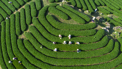 Tea picking on tea hills in Moc Chau, Son La, Vietnam, tea picking is completely manual. Photo taken in Moc Chau, Son La April 26, 2022.