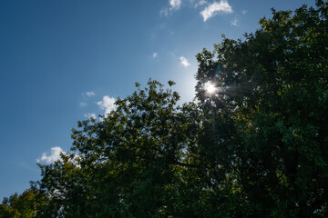大きな木の間から光る太陽光