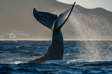 humpback whale tail slapping in cabo san lucas - 758046102