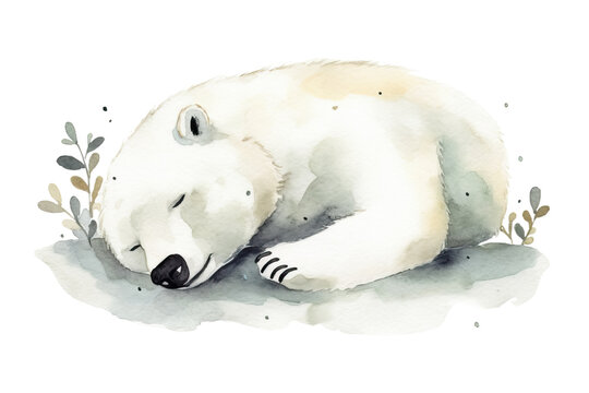 animal bear painted white design Cute bear Sleeping polar Hand watercolor sleeping