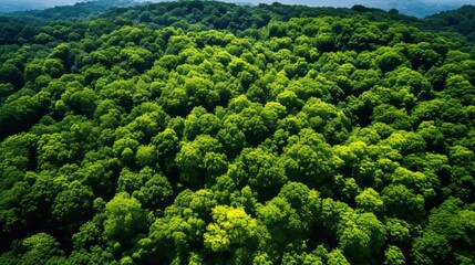 Aerial view of lush forest trees capturing co2 for carbon neutrality and sustainability