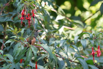 Obraz premium colibri