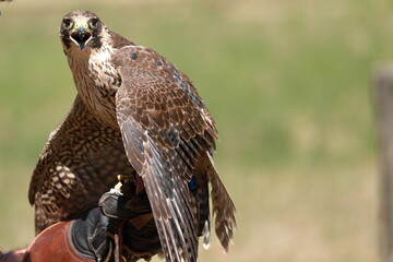 falco