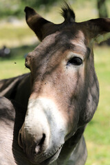 asino diga del Gleno