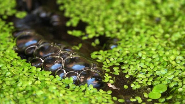 Air Bubbles on the Surface of the Water. Small duckweed on the old lake.