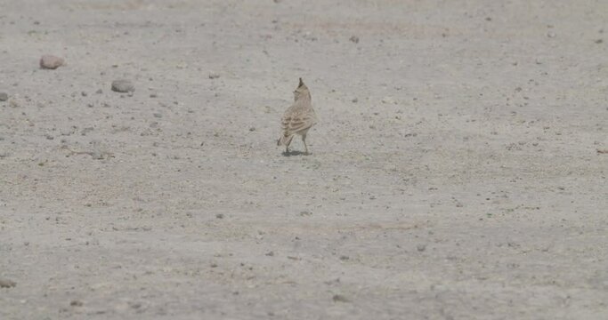 Crested lark foraging in desert area in Riffa, Bahrain, slow motion
