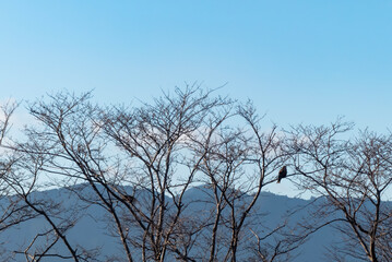 Fototapeta na wymiar 湖岸の枯れた木の上にトビがとまる　滋賀県草津市平湖