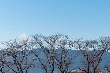 湖岸の枯れた木の上にトビがとまる　滋賀県草津市平湖