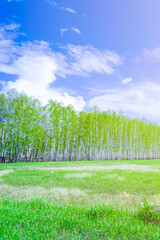 Obraz premium birch forest against a background of a bright blue sky at sunrise, early spring with lush greenery