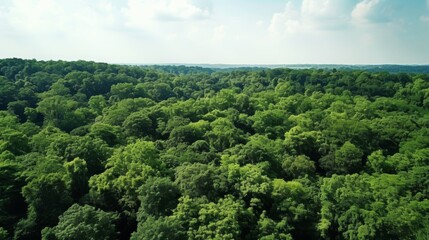 Drone s eye view  lush forest canopy sequestering co2 for carbon neutrality and net zero impact - obrazy, fototapety, plakaty