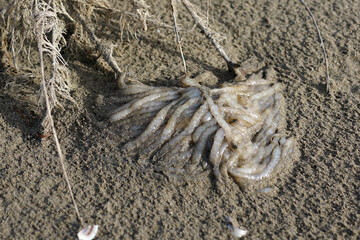 Laichbündel eines Kalmares / Tintenfisch - Landzunge Cavallino Treporti - Venezien © P.S.DES!GN