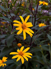 Vibrant Yellow Daisy Blooms