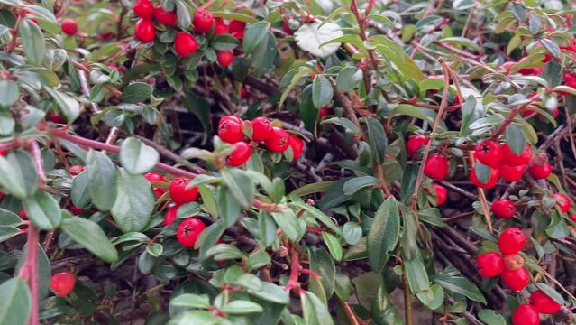 Cotoneaster horizontalis bush in europe with red fruits