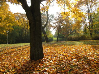 Bäume im Herbst im Park