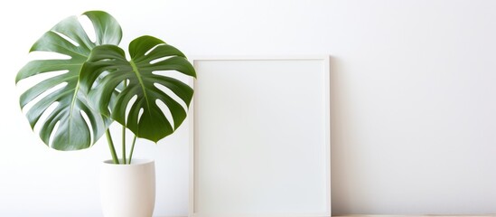 Gray picture frame and Monstera deliciosa plant in a pot on white table 