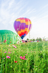 Hot air balloons challenge  with cosmos flowers near lake.