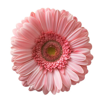 pink gerbera flower isolated on transparent background Generative Ai